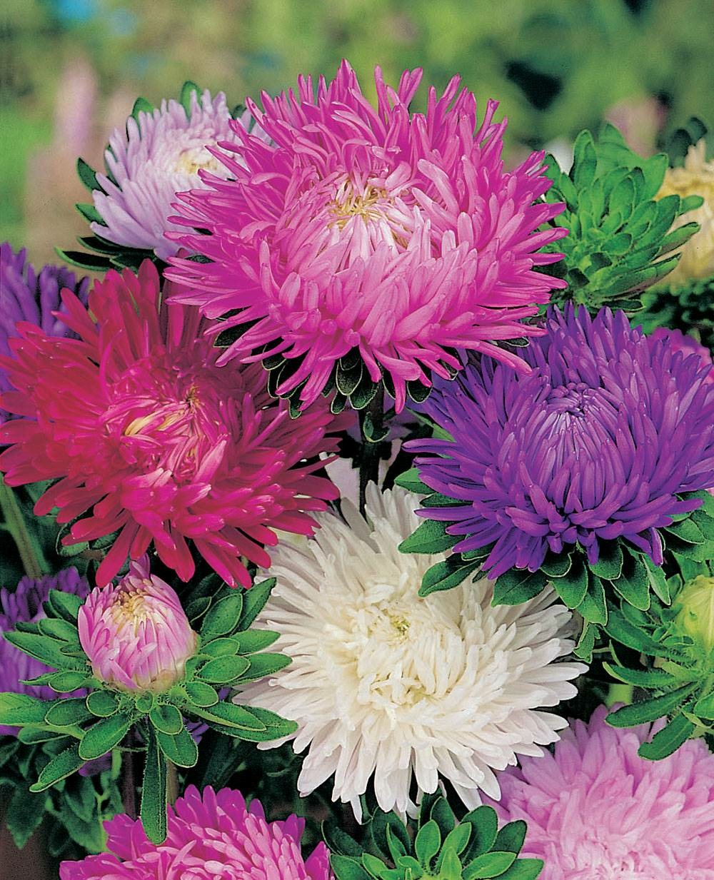 Reine marguerite frisson - 0.5 g