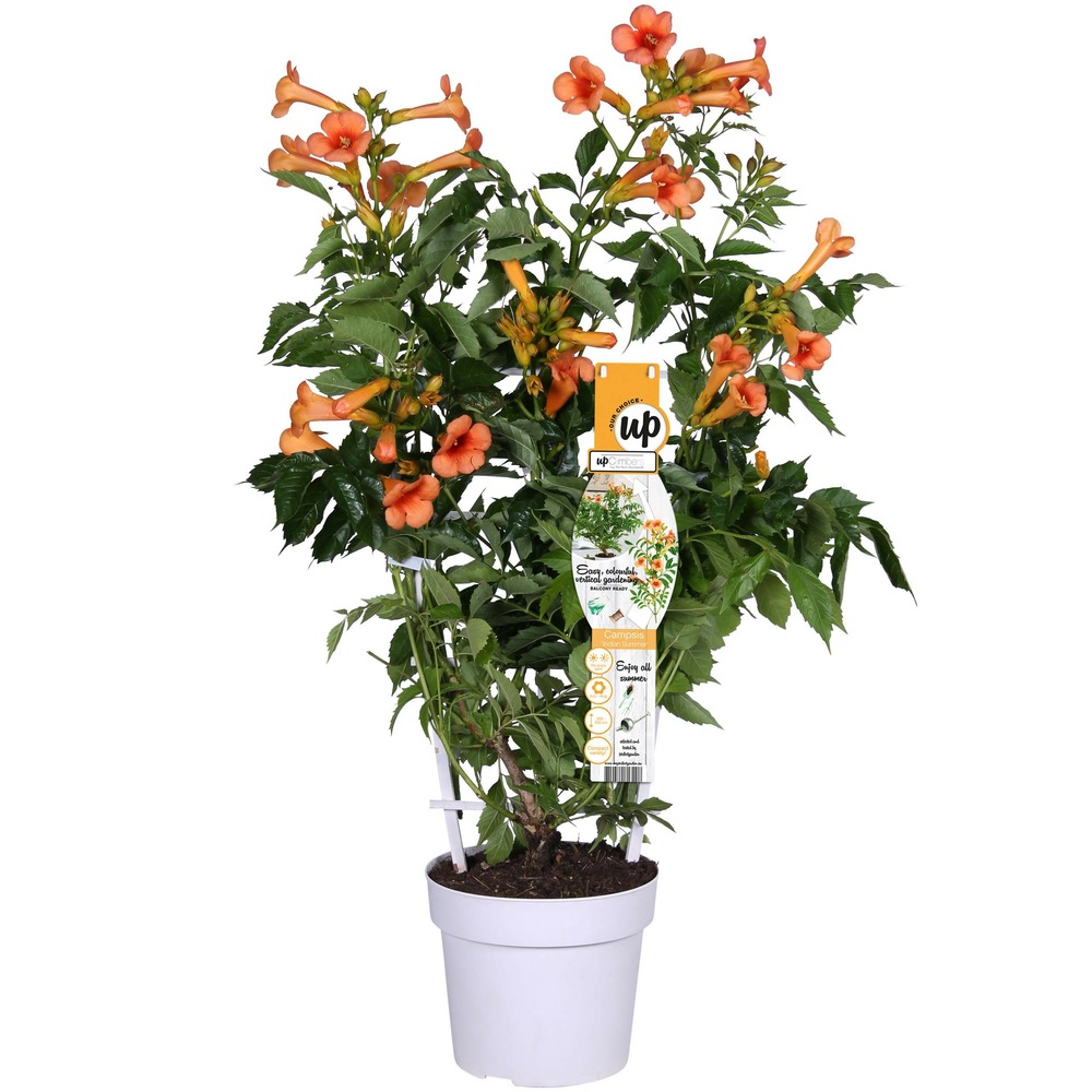 Campsis 'indian summer' une variante:campsis 'été indien' - ?65cm - ø15