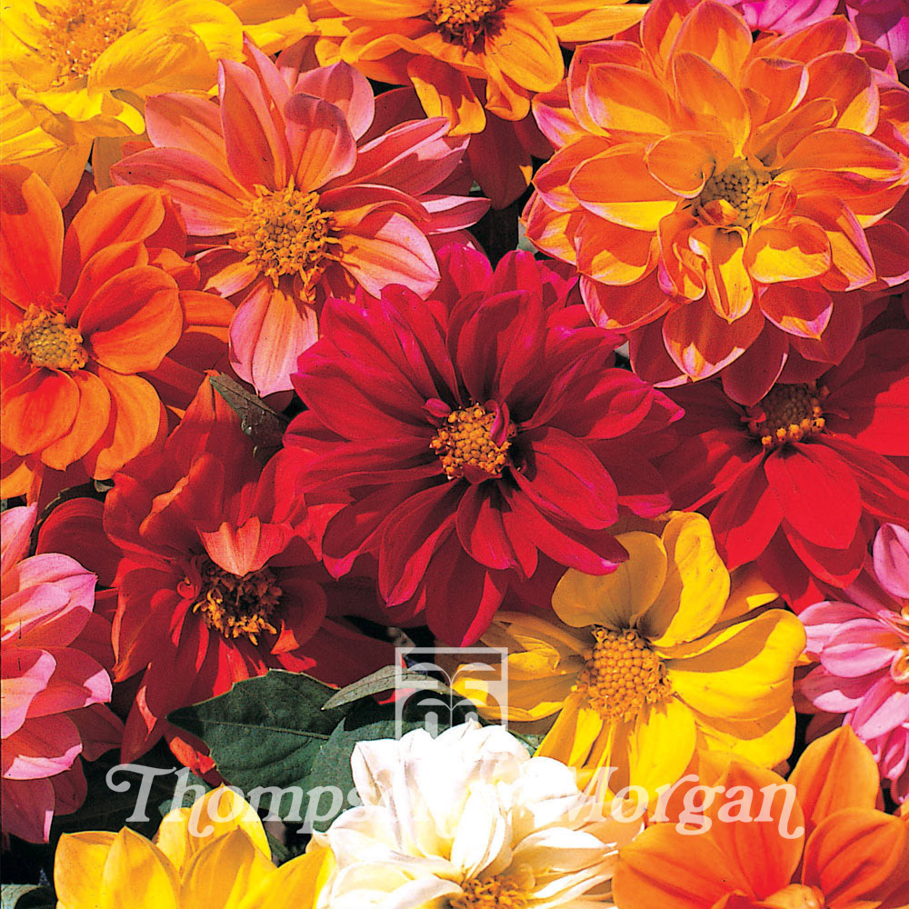 Dahlia variabilis 'dwarf mixed' le sachet de 50 graines environ (0,5g)