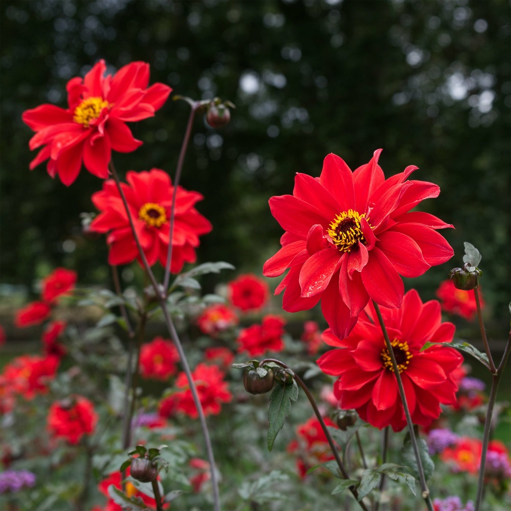 Dahlia bishop of llandaff - le sachet de 1 bulbe