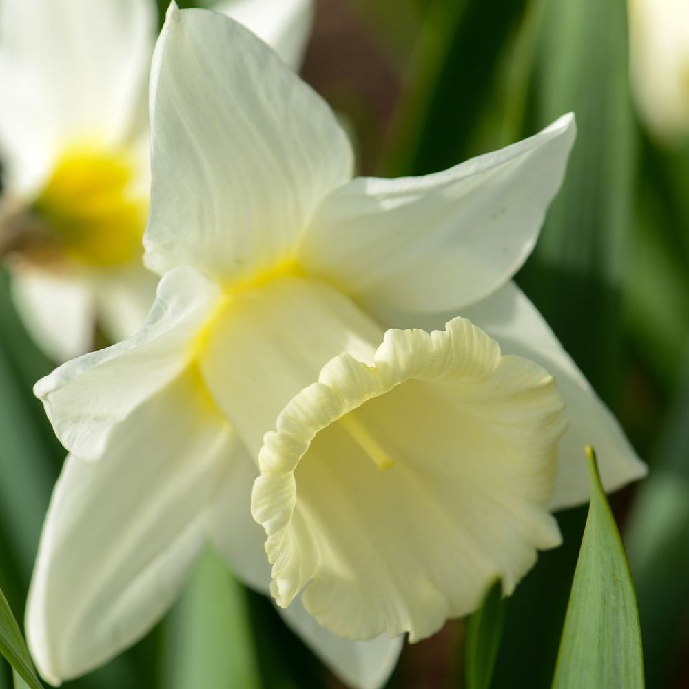 Narcisse trompette 'mount hood' bulbe calibre 14/16 (par 10)