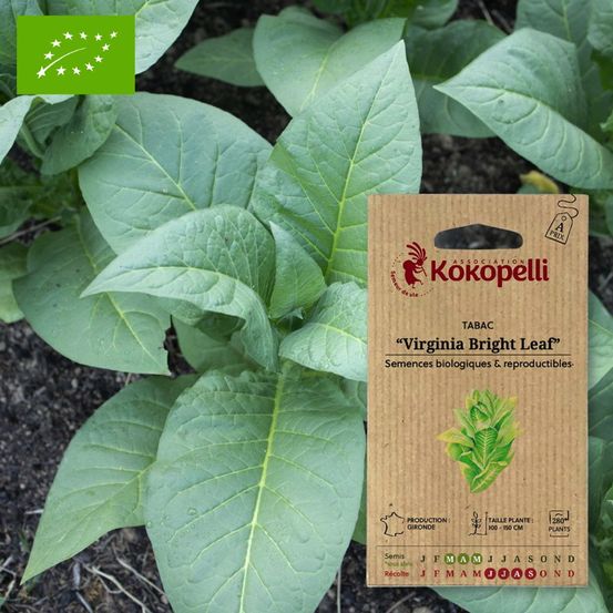 Tabac virginia bright leaf- graines bio à semer