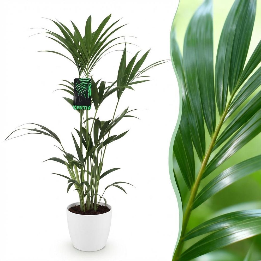 Howea forsteriana - kentia palm - pot de 21cm - hauteur 120-130cm - plantes d'intérieur