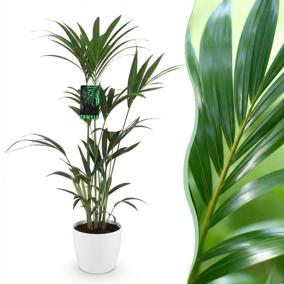 Howea forsteriana - kentia palm - pot de 21cm - hauteur 120-130cm - plantes d'intérieur