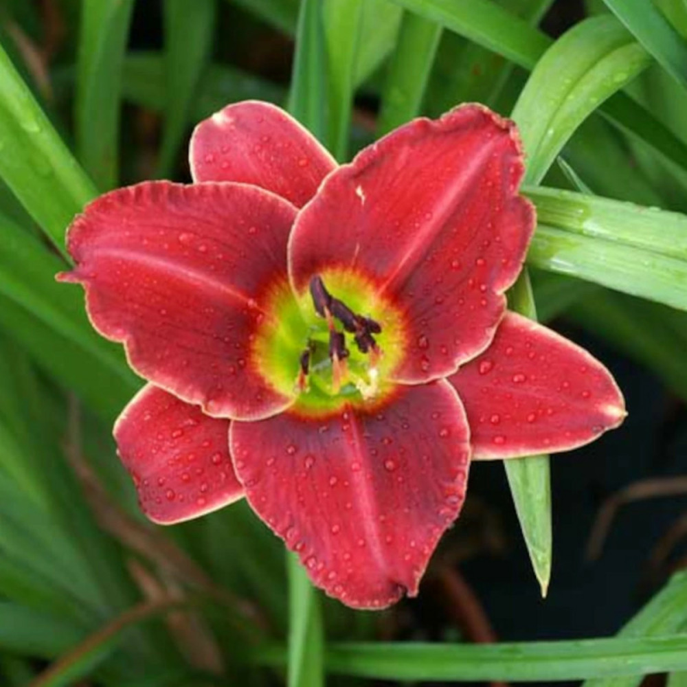 Hémérocalle roses in snow godet - 5/20 cm