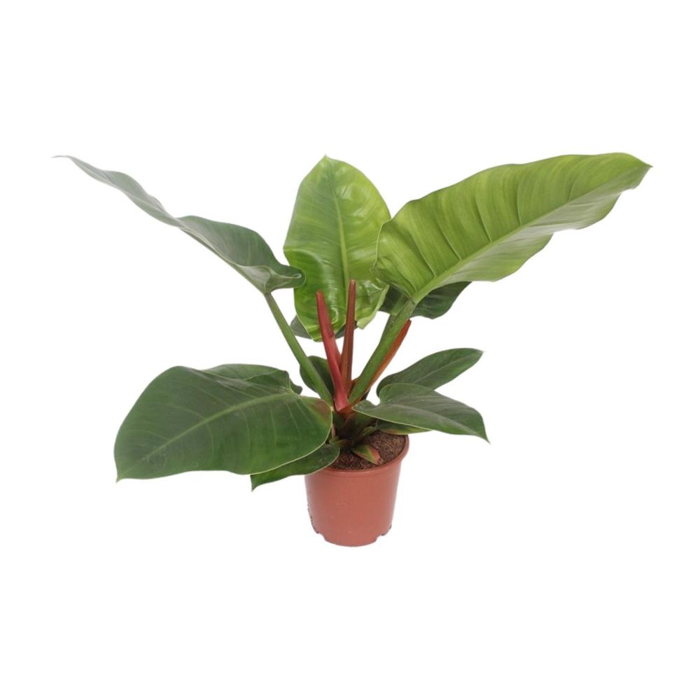 Philodendron imperial green - ø17cm - ↕60cm - plantes d'intérieur