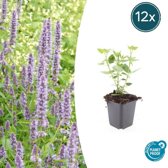 Agastache 'blue fortune' x12 – entre 0,75 et 1m2