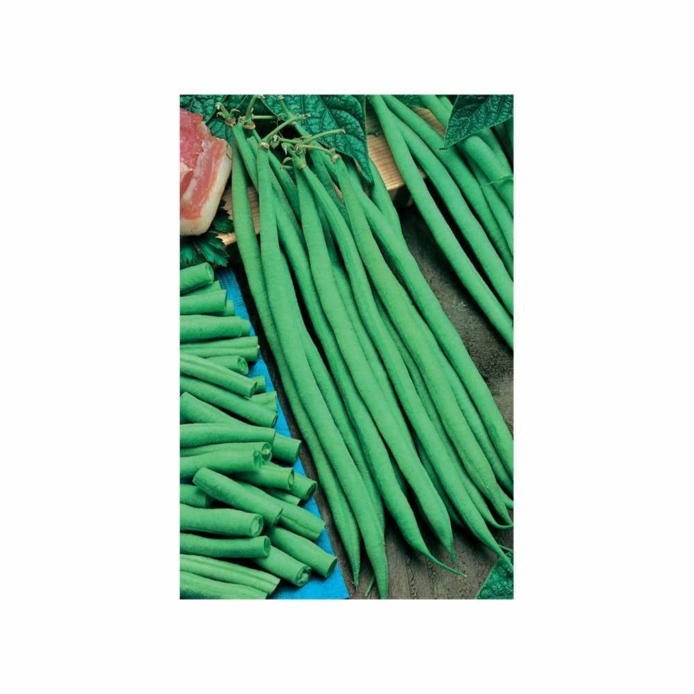 Graines d'haricot nain à filet talisman 70g