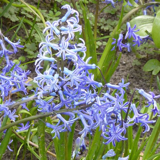 Jacinthe 'multiflora blue' bulbe calibre i (par 3)