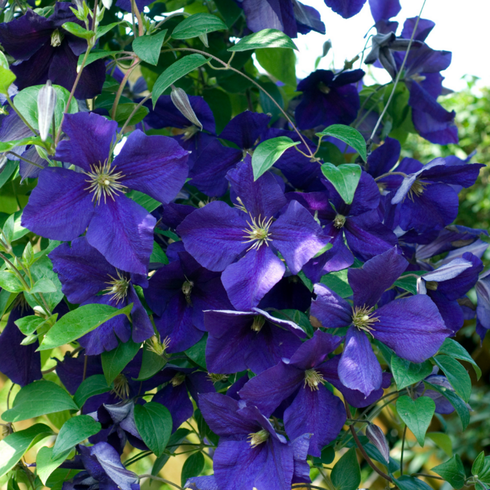 Clematite - clematis jackmanii 70cm
