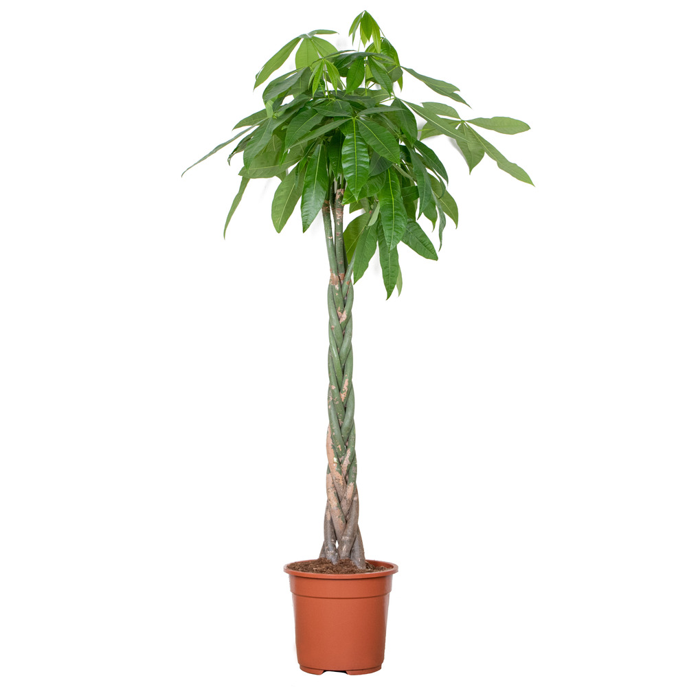 Pachira aquatica - arbre à argent - cacao d’eau - 120-140 cm de haut - pot 27 cm