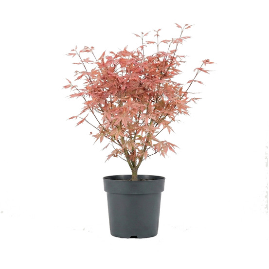 Acer palmatum taylor - érable du japon - plante de jardin - rustique - hauteur 50-70 cm - pot 19 cm