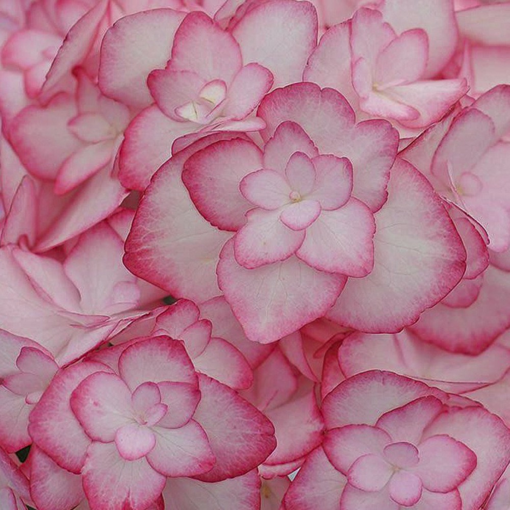 Hortensia 'miss saori' pot de 4l/5l