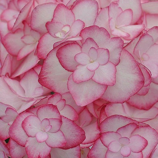 Hortensia 'miss saori' pot de 4l/5l