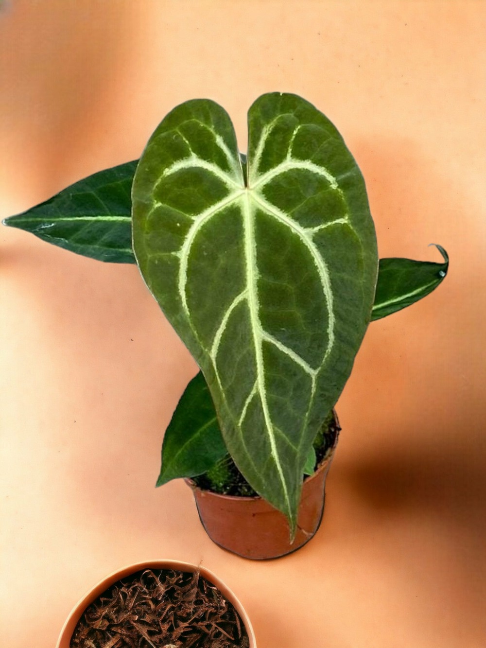 Anthurium regale x magnificum