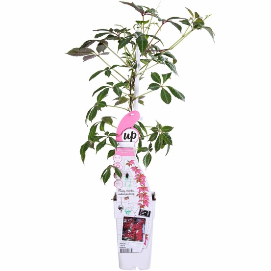 Parthenocissus henryana - ailes sauvages chinoises - h65 cm - ø15 cm