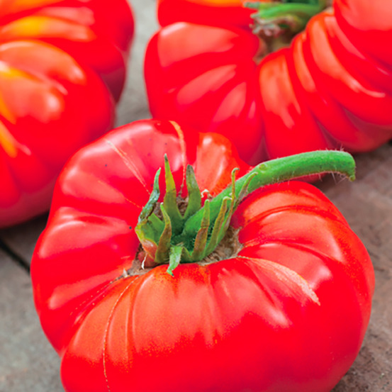 Plant de tomate greffee russe pot 1 l