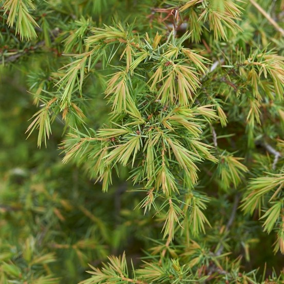 Genévrier commun compressa - juniperus communis compressa 25/35cm pot 2,5l