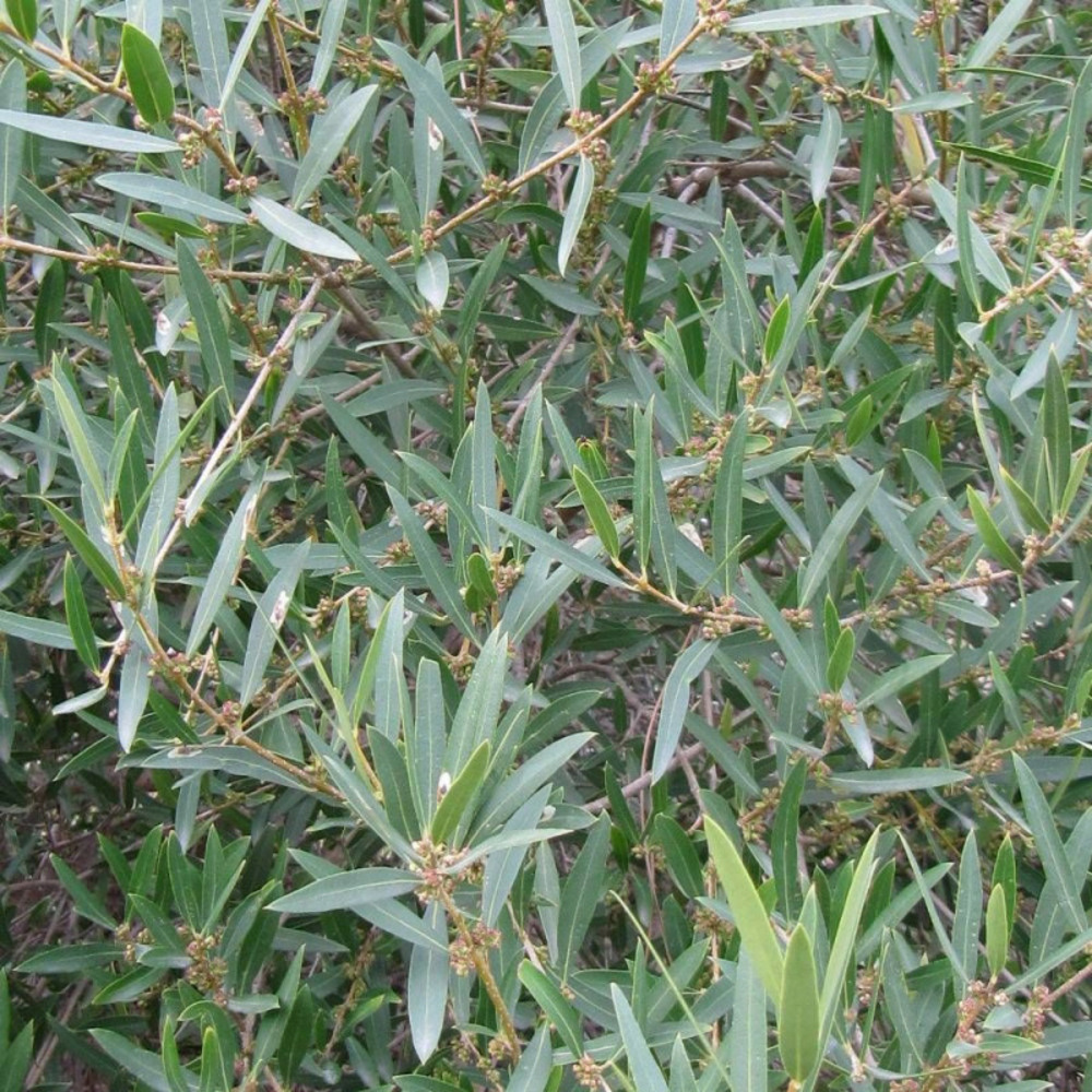 Filaire à feuille étroite, phillyrea pot de 3l - 40/60 cm