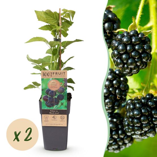 Mûre - pot 15 cm - hauteur 50 cm - plante d'extérieur
