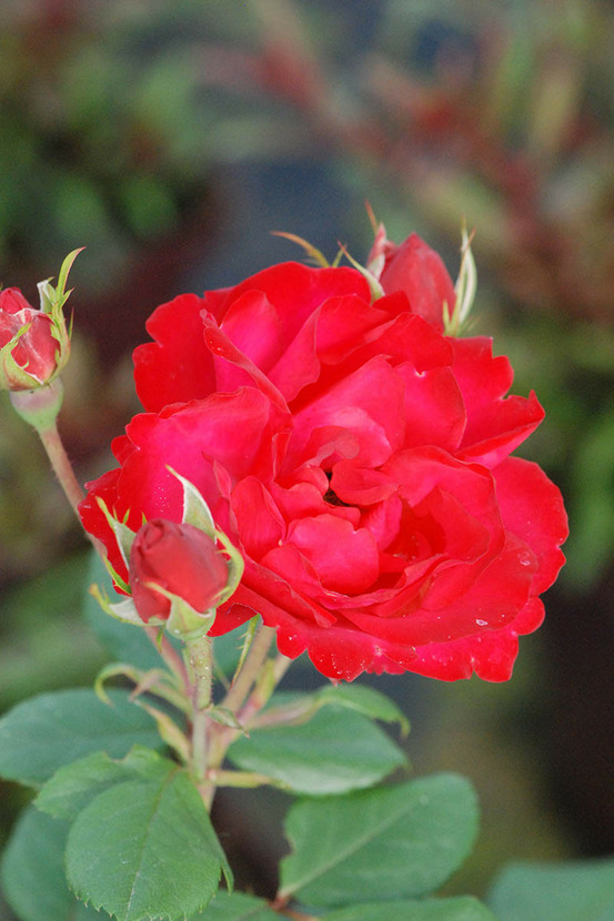 Rosier meilland 'cherry bonica' ? - en pot de 5 litres