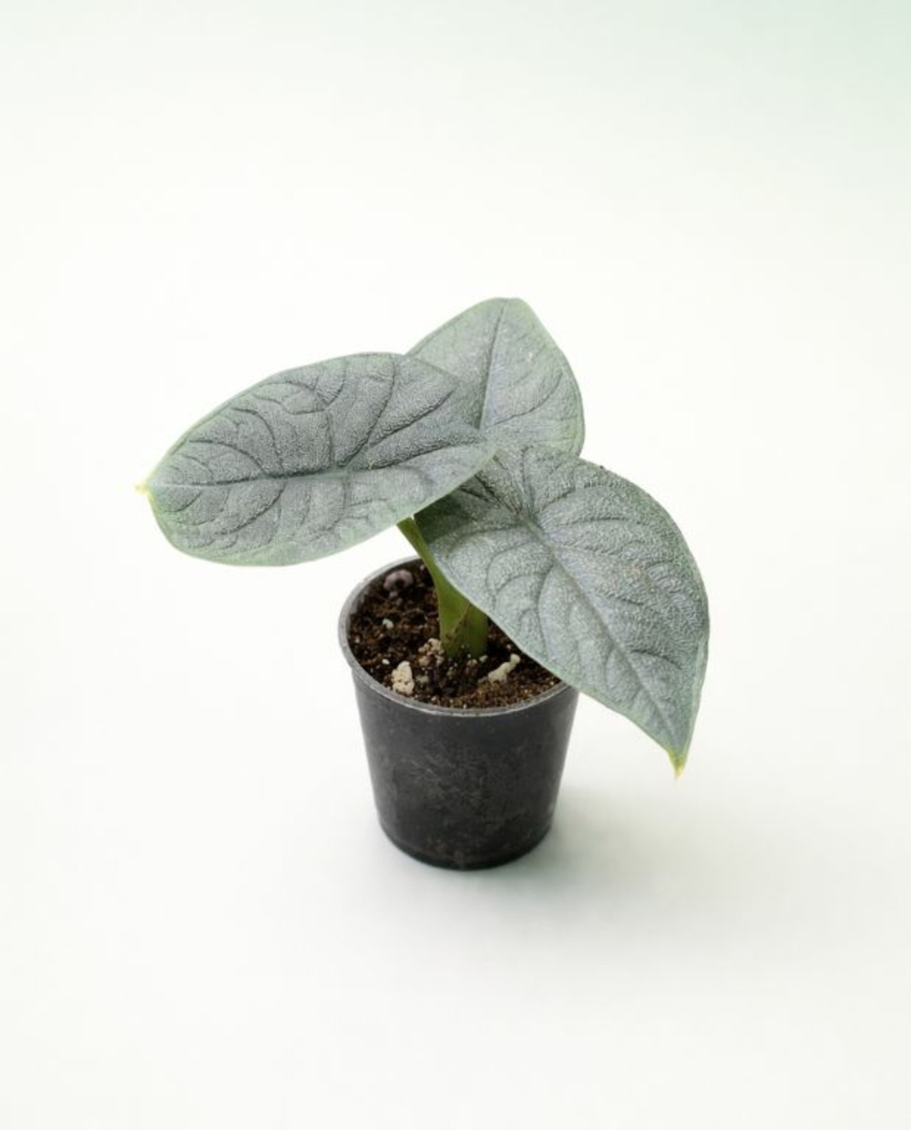 Alocasia melo - oreille d'éléphant small d. 6cm h. 10cm - plante d'intérieur