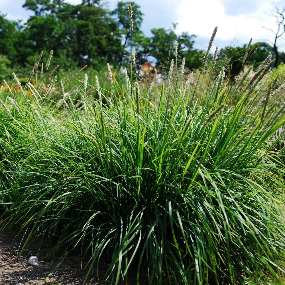 Sesleria autumnalis pot de 2l/3l