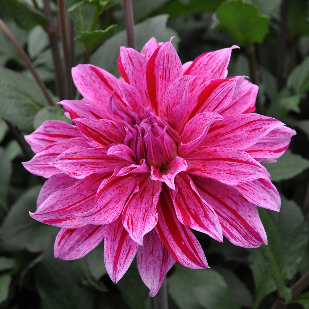 Dahlia géant décoratif 'babylon lila gevlamd' bulbe calibre i
