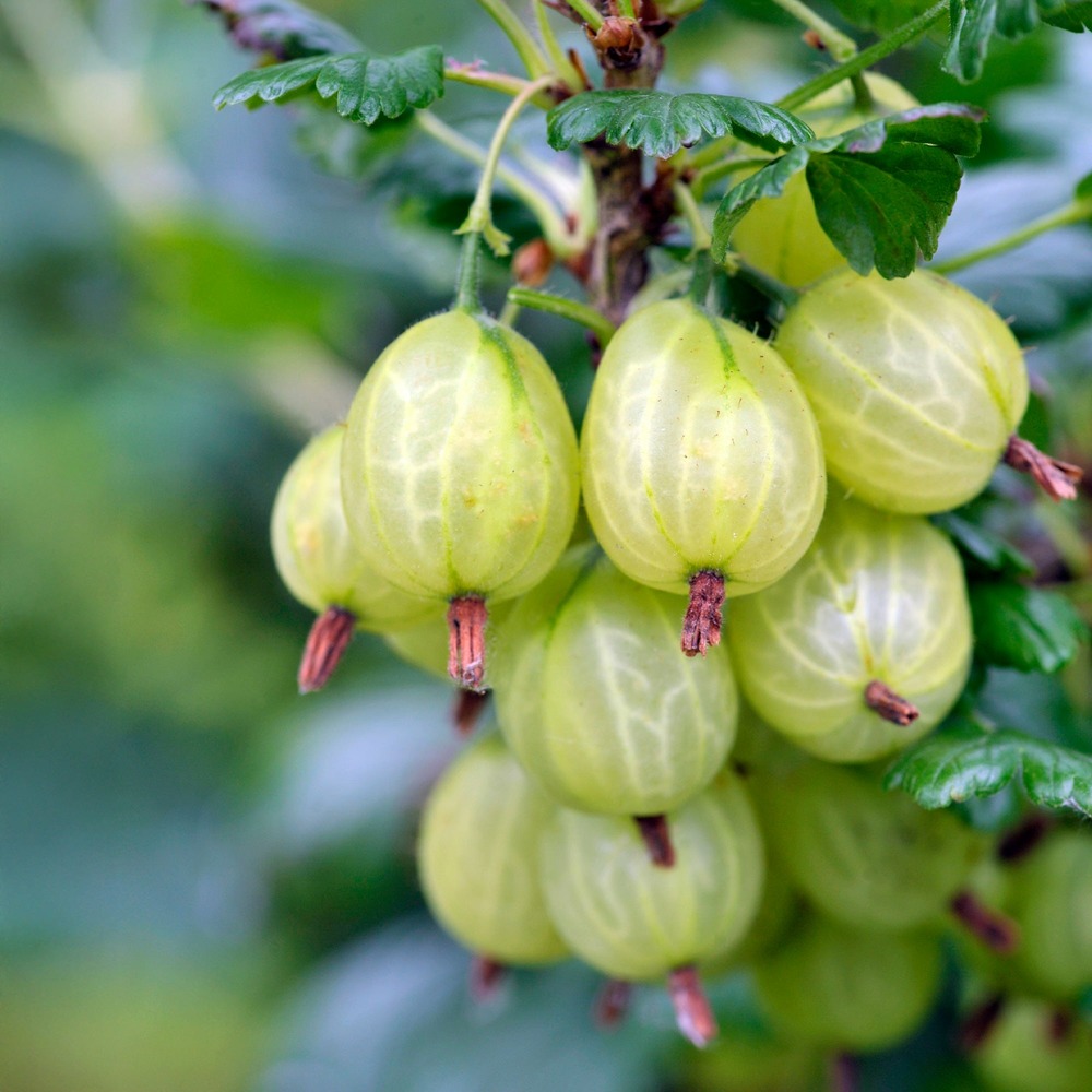 2 groseilliers à maquereaux anglaise blanche - le paquet de 2 racines nues / 2-3 branches