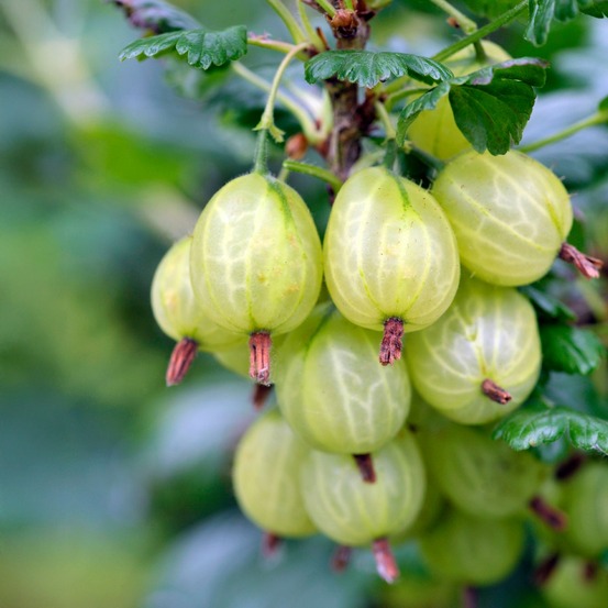 2 groseilliers à maquereaux anglaise blanche - le paquet de 2 racines nues / 2-3 branches
