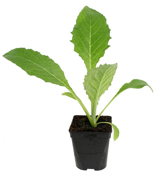 Plant de artichaut violet olympus pot de 1l