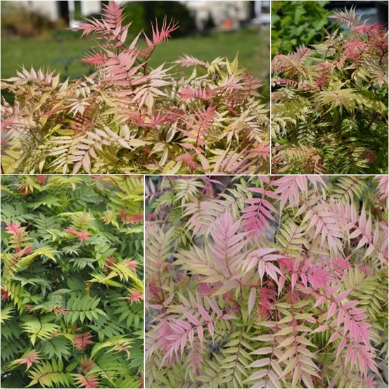 Sorbaria 'pink hopi' pot de 2l/3l