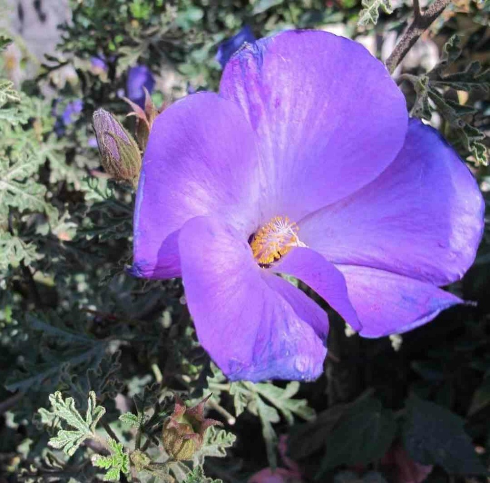 Alyogine huegelii var. Santa cruz - pot de 2 litres - 50/70 cm