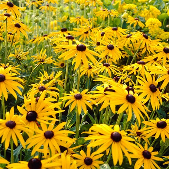 Rudbeckia 'goldsturm' - le pot / 8cm, vendu par lot de 4