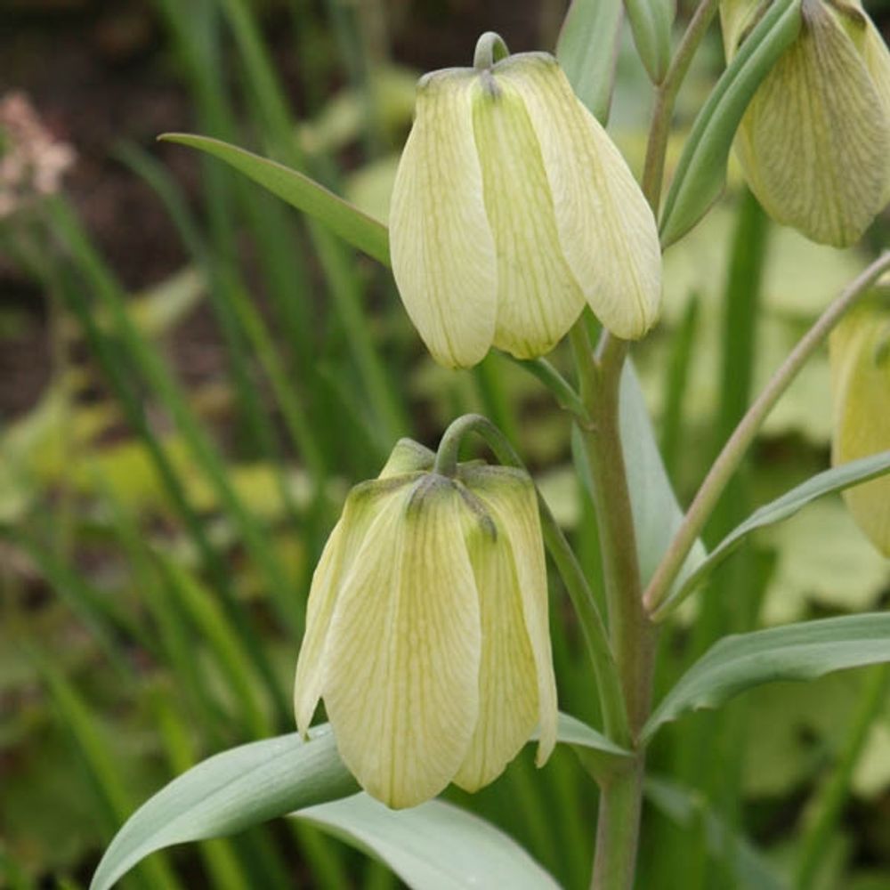 Fritillaire bulbe calibre i (par 2)