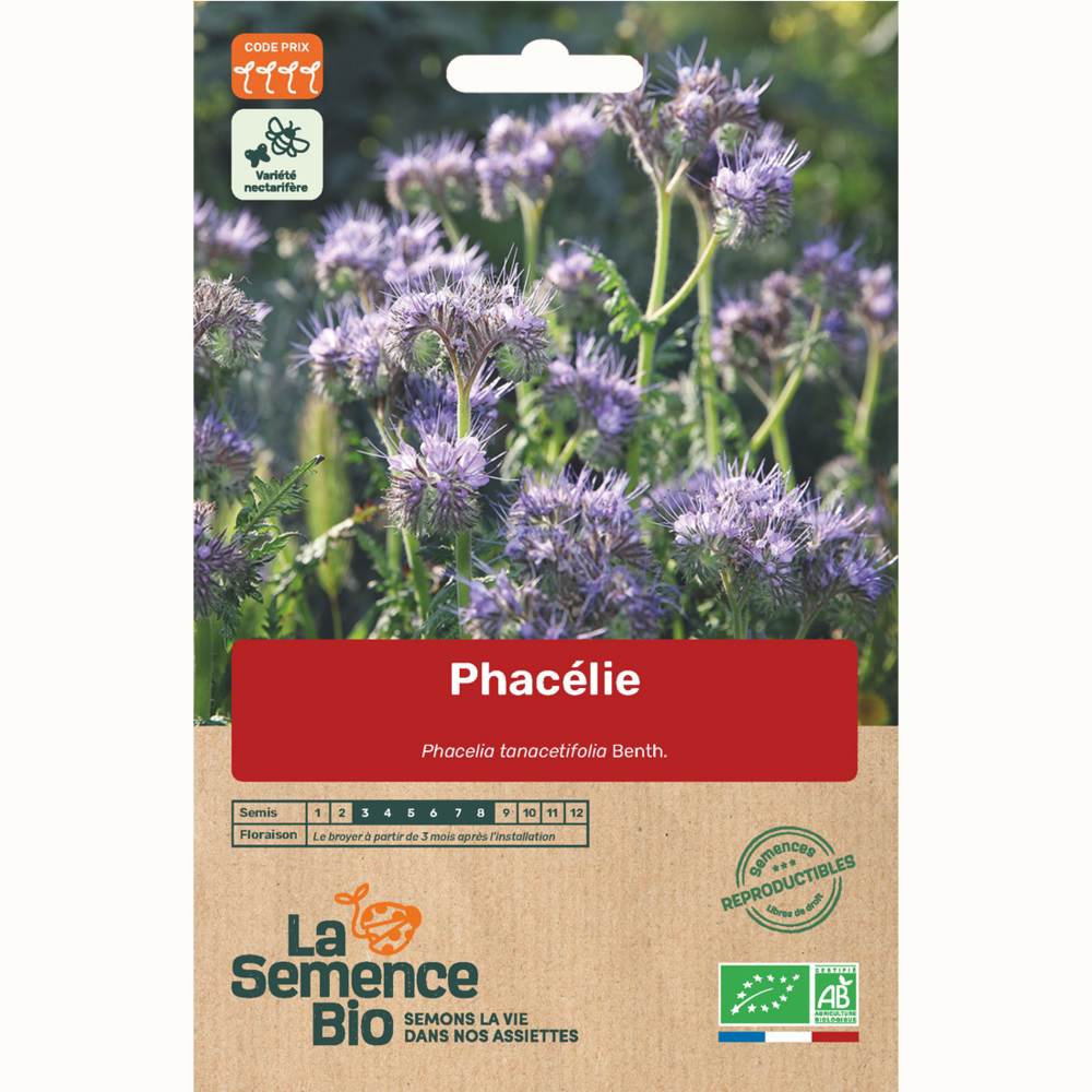 Phacélie - graines bio