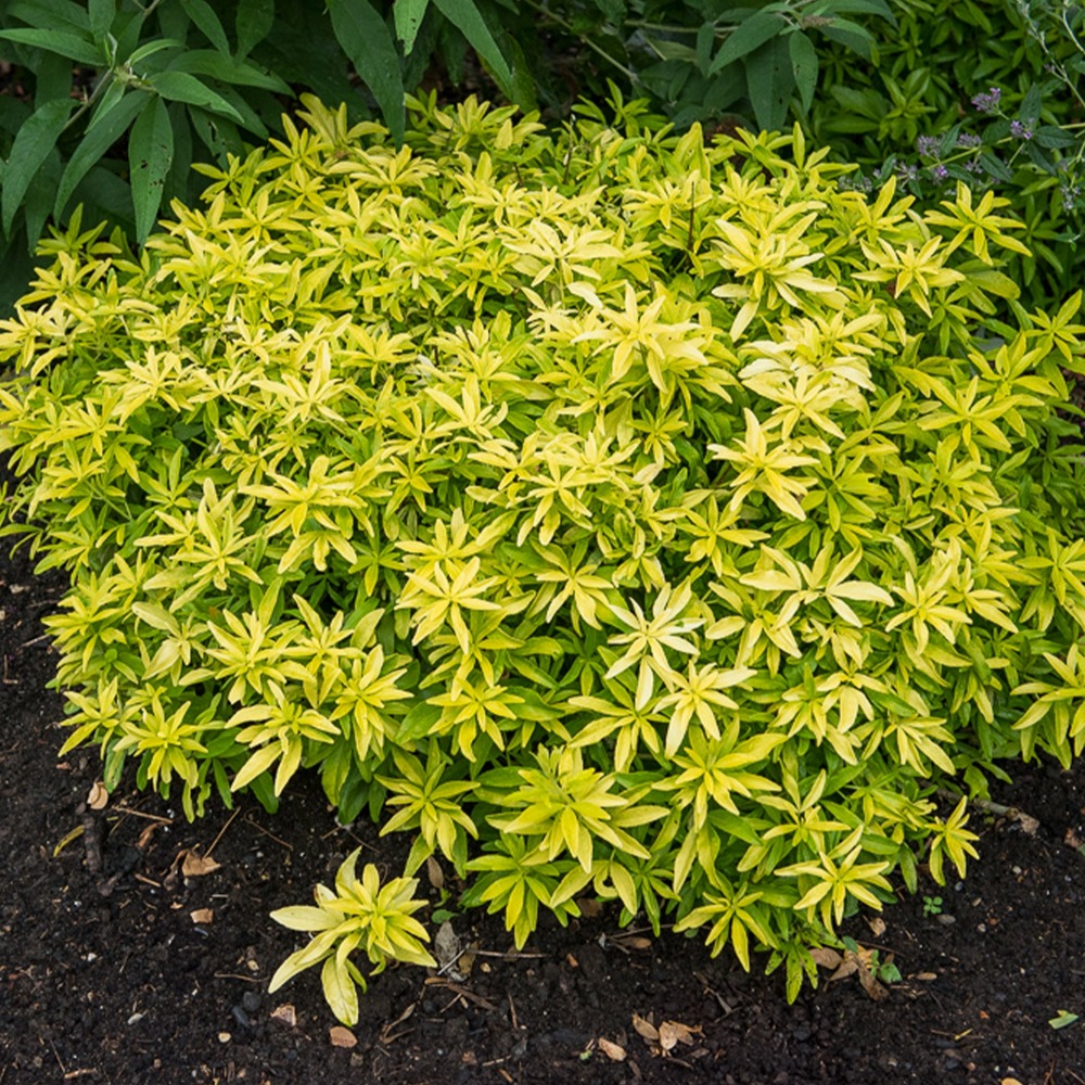 Oranger du mexique goldfinger® - le pot / ø 11cm / hauteur livrée 10-20cm