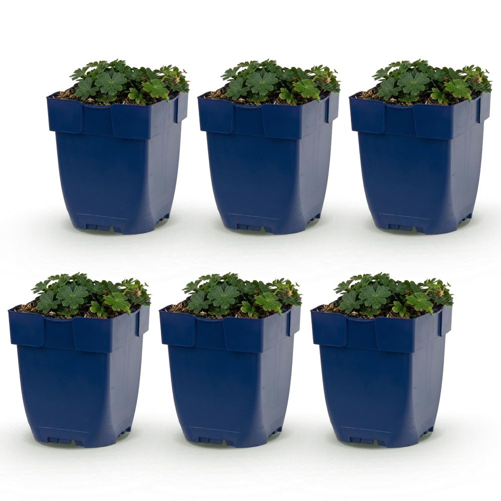 Géranium vivace sanguin 'max frei' (geranium sanguineum) - vivace couvre-sol fleurie - pot 11cm - plante d'extérieur