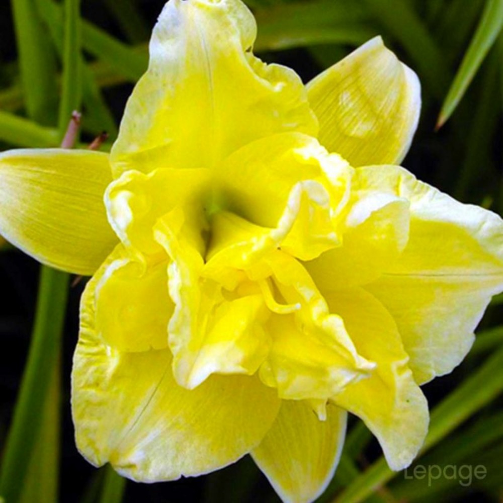 3 hémérocalles 'double river whye' (hemerocallis 'double river whye')