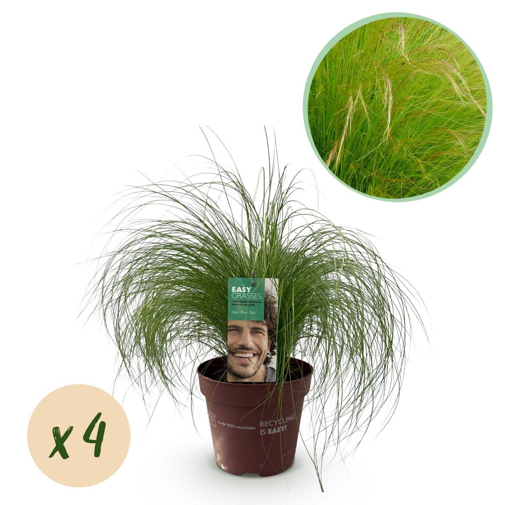 Cheveux d'ange 'pony tails' - lot de 4 - pot 17 cm - hauteur 50 cm