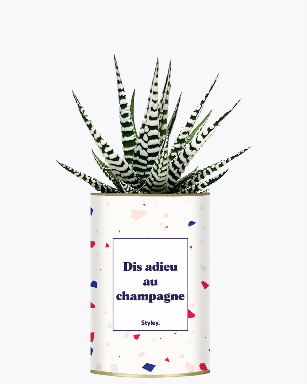 Plante facile à entretenir - dis adieu au champagne - plante