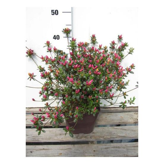 Azalée du japon 'amoena' - en pot de 3 litres