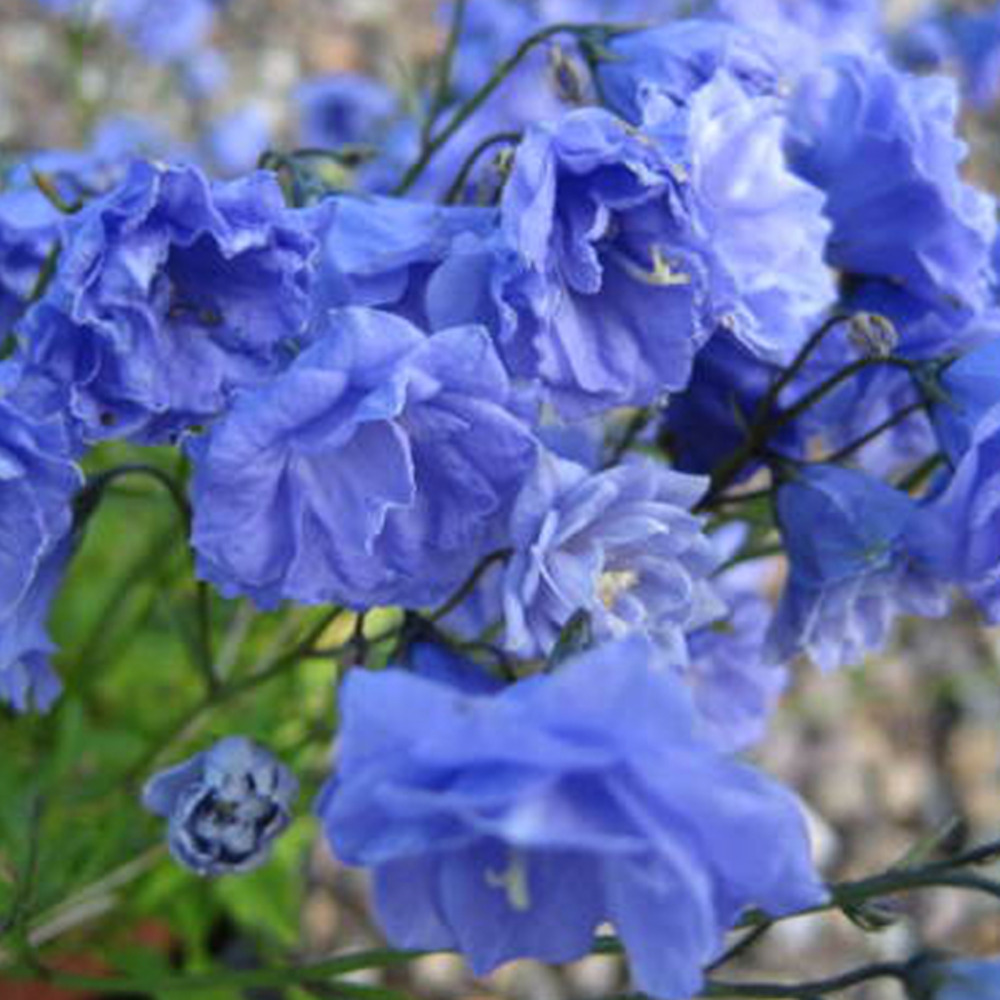 6 x campanule 'baby blue' - campanula coclearifolia 'blue'  - godet 9cm x 9cm
