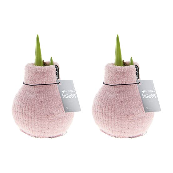 Lot de 2 - bulbe d'amaryllis en cire - rose cosy - bulbe à fleurs - h. 15-25 cm à la livraison