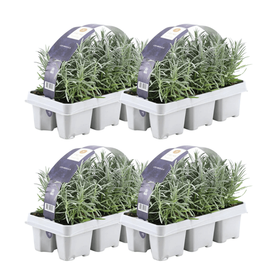Lot de 4 - 6er set lavendel angustifolia - h15 cm