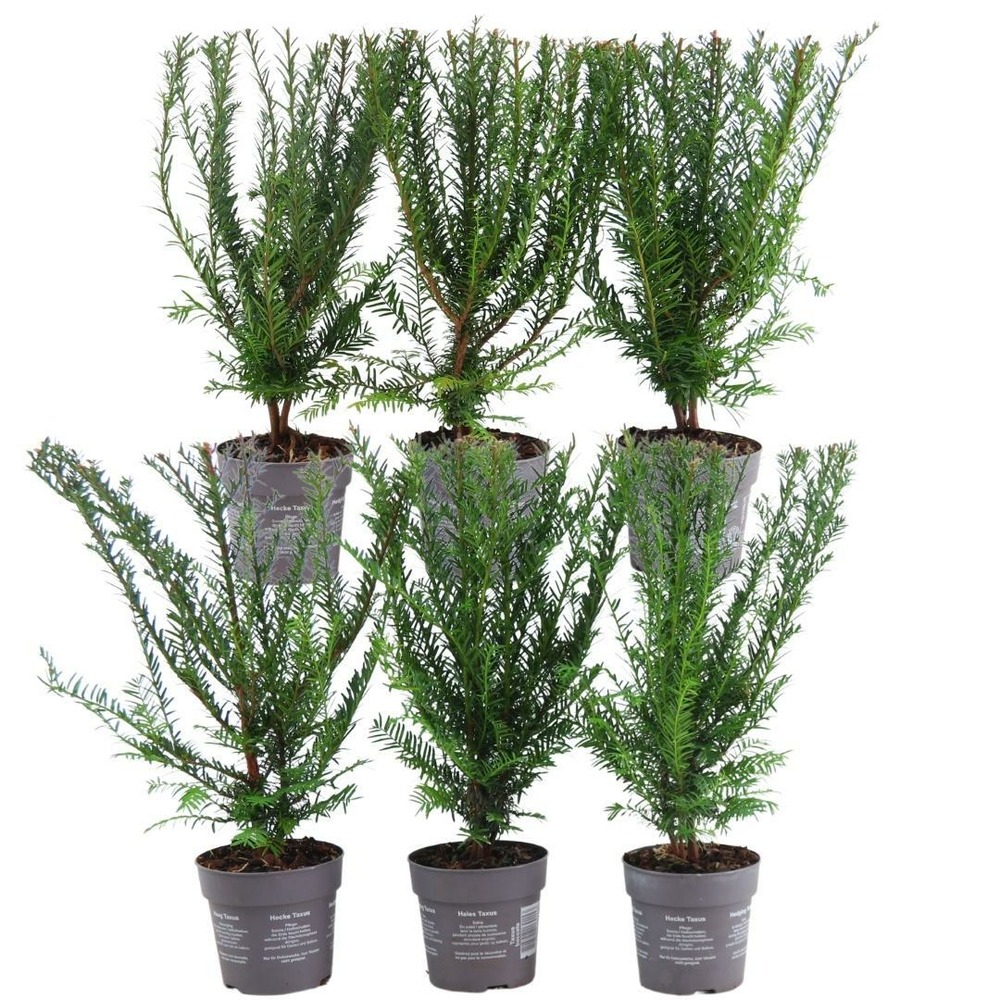 If commun (taxus baccata) 'taxus baccata'