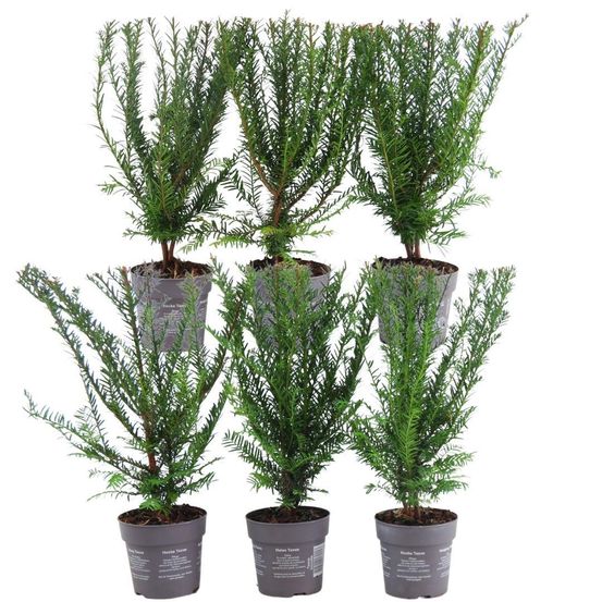 If commun (taxus baccata) 'taxus baccata'