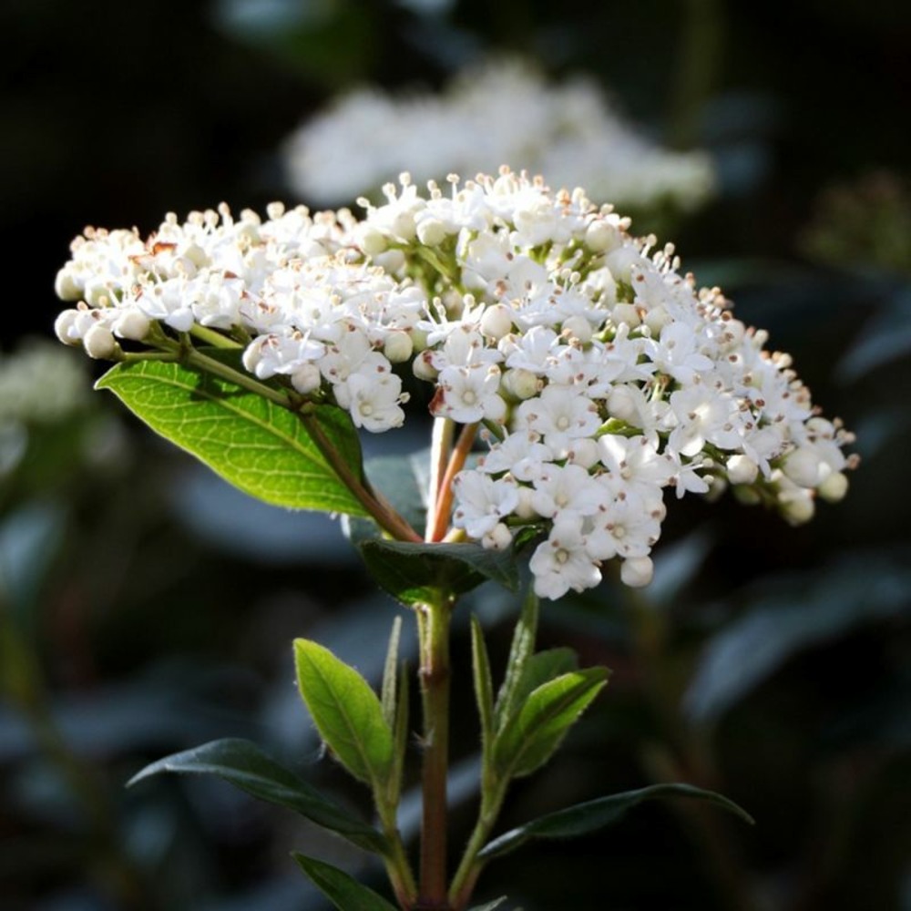 Laurier tin 'eve price' (viburnum tinus 'eve price')