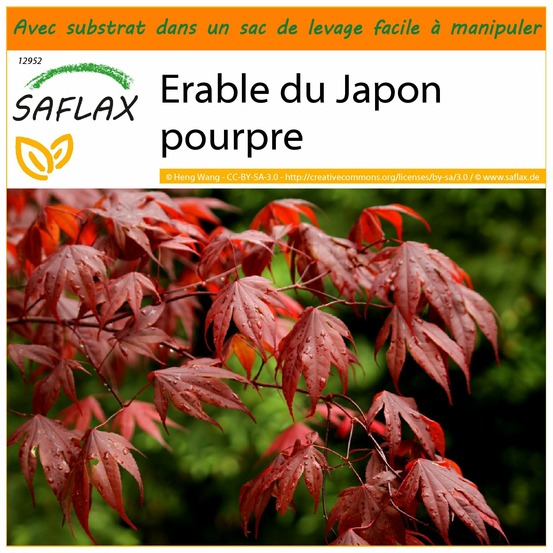 Garden in the bag - erable du japon pourpre - 20 graines - acer palmatum atropurpureum