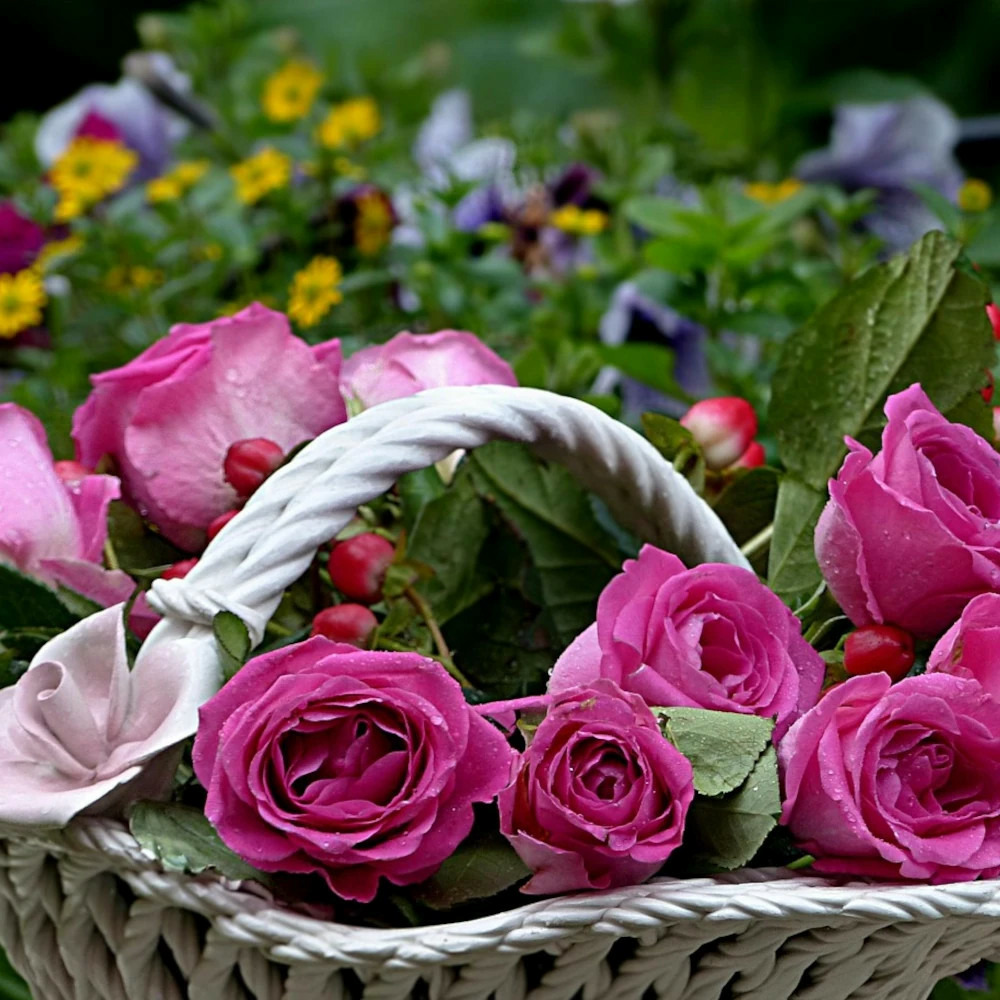 Rosier arbustif rose lalande de pomerol® 'delcherot' pot de 3l - touffe